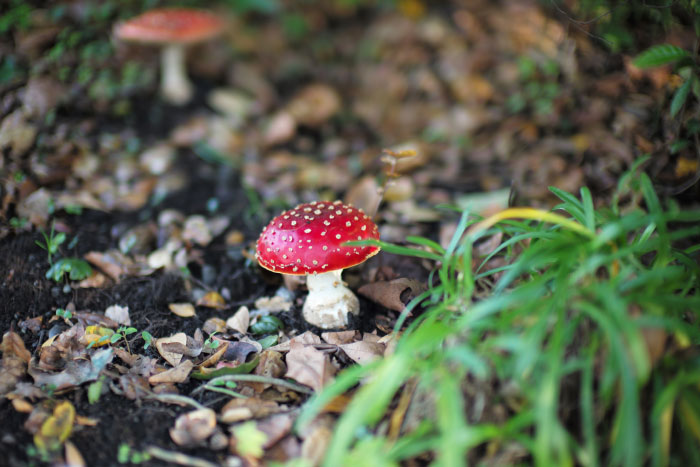 Picture with a Leica 240 M - by Laurel Duermael 