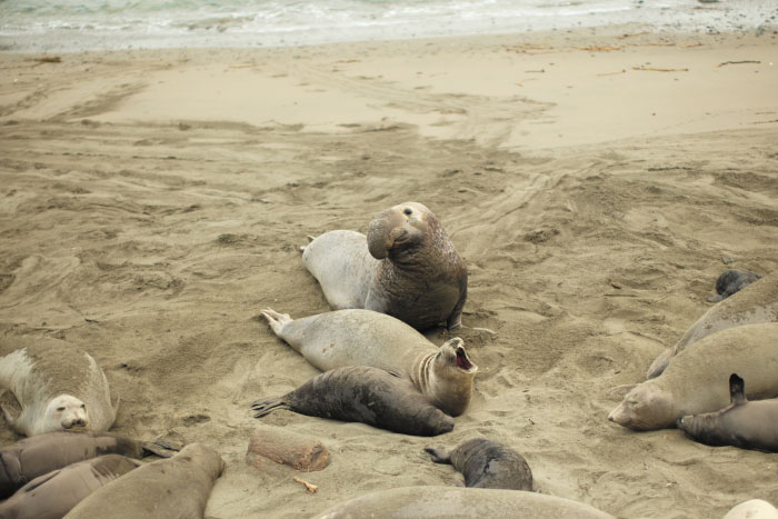 Des éléphants de mer sur Big Sur  - photo par Laurel Duermael 