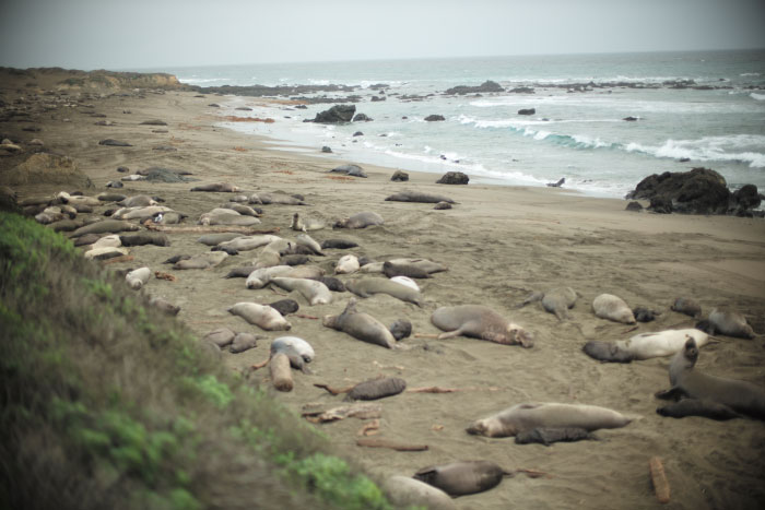 Tout un énorme troupeau d'éléphants de mer sur Big Sur en Californie - photo par Laurel Duermael