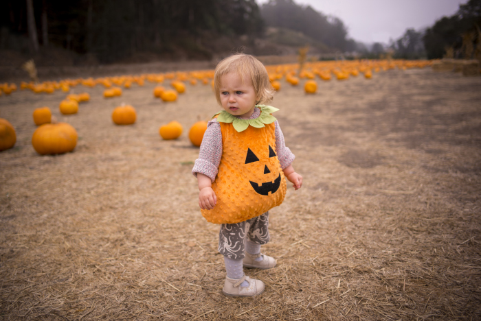Pumpkins Half Moon Bay (California) 