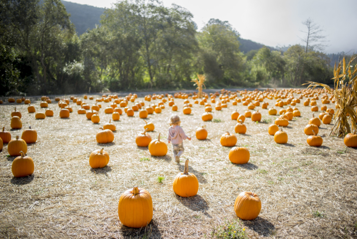 Pumpkins Half Moon Bay (California) 